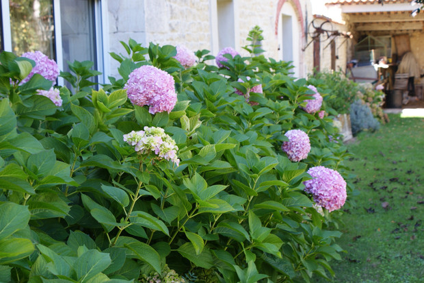 gites-le-nid-le-relais-les-grandes-chaumes-17700-surgeres-jardin-ete-2014-10jpg